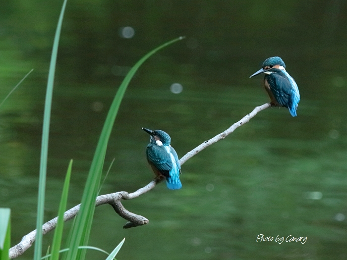 カワセミ2番子全員自立す　2014/7/8   in Tokyo_d0129921_1154753.jpg