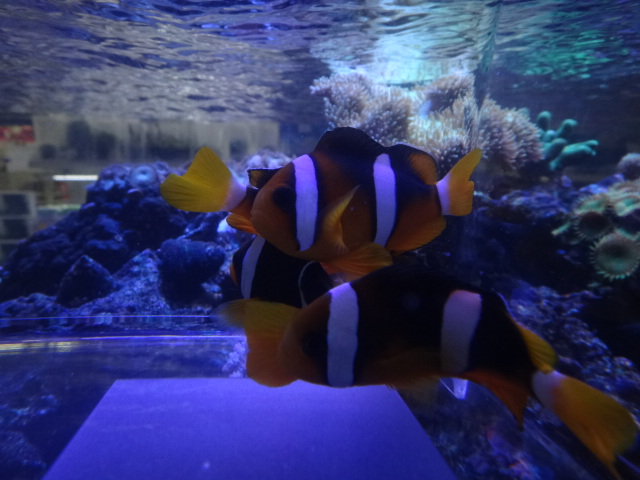 140709 海水魚・水草・淡水魚_f0189122_12382517.jpg