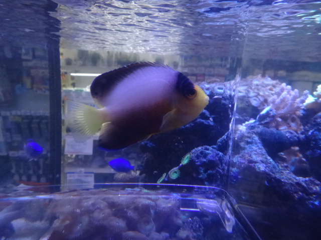 140709 海水魚・水草・淡水魚_f0189122_12391683.jpg