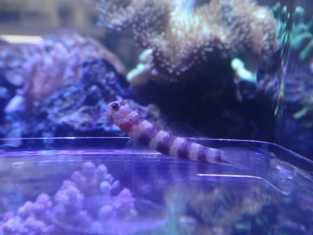 140709 海水魚・水草・淡水魚_f0189122_12395461.jpg