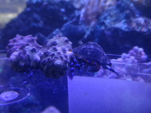 140709 海水魚・水草・淡水魚_f0189122_12404916.jpg