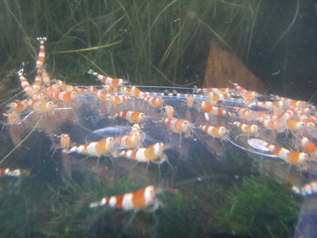 140709 海水魚・水草・淡水魚_f0189122_1259228.jpg
