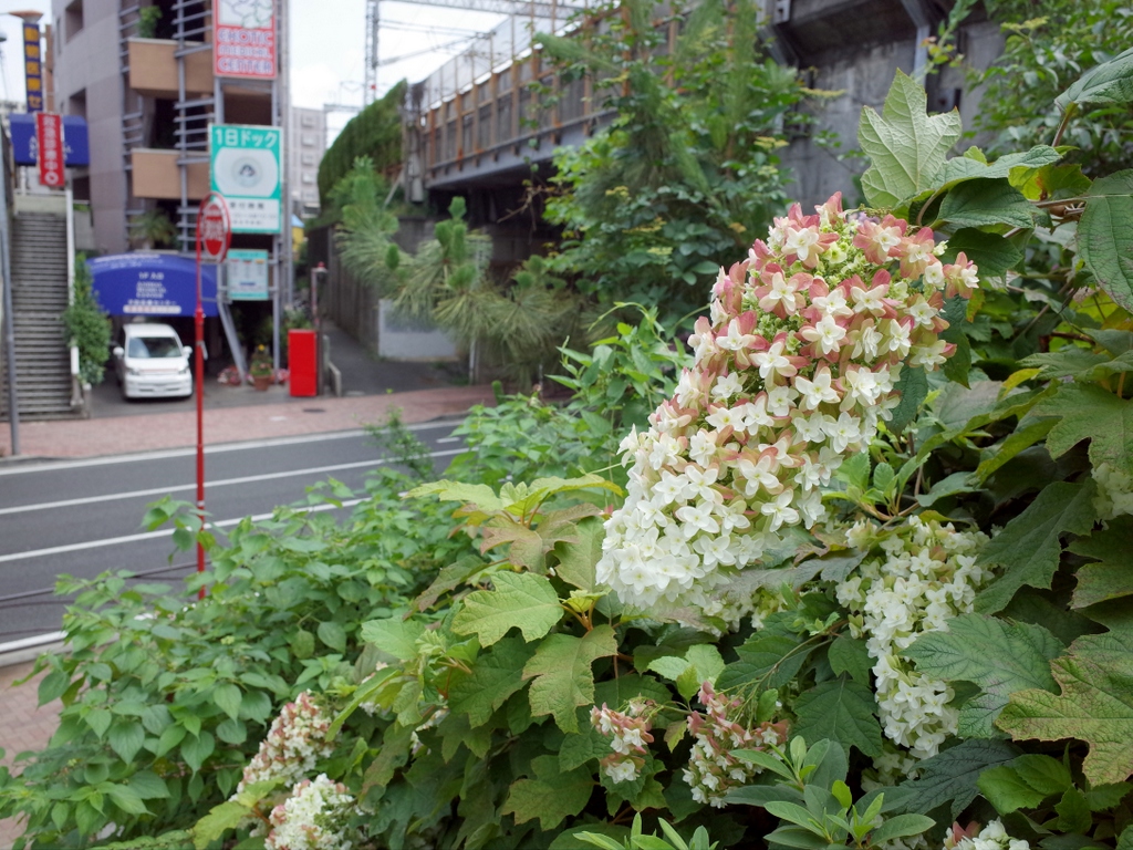 【番外編】６月のお題『いきもの』_a0063128_02290780.jpg