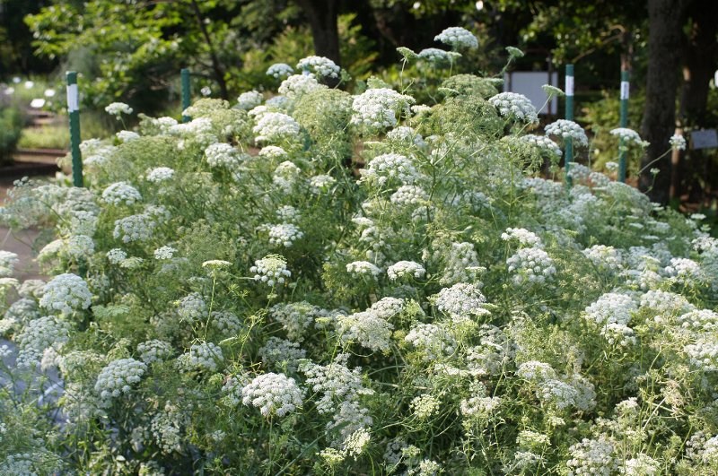 白い小花が寄り集まって セリ科の花３種 さんじゃらっと ｂｌｏｇ