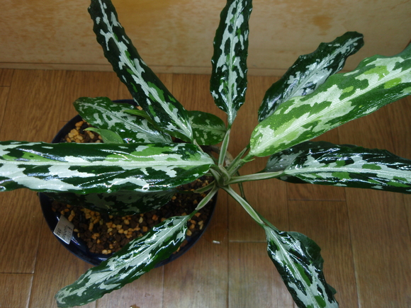 Aglaonema Pictum zettacolor ”妖鳥” 【LA0313-00】 ①-3 : AC外伝 Aglaonema Pictum zettacolor ”妖鳥” 【LA0313-00】 ①-3 : AC外伝