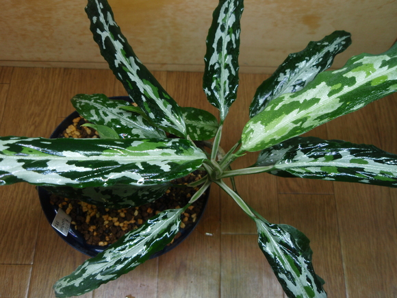 Aglaonema　Pictum　zettacolor 　”妖鳥”　【LA0313-00】　①-3_b0254141_22335755.jpg