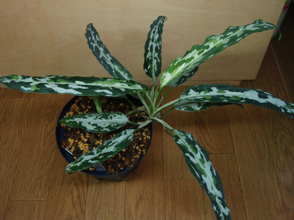 Aglaonema　Pictum　zettacolor 　”妖鳥”　【LA0313-00】　①-3_b0254141_22425756.jpg