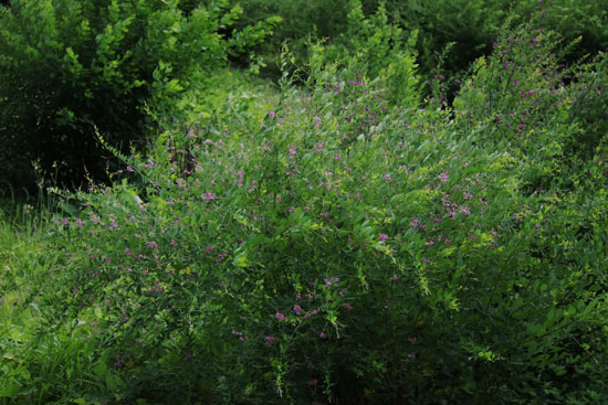 c0093046_1183110.jpg