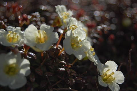 花の鳥海山_b0189948_0435927.jpg