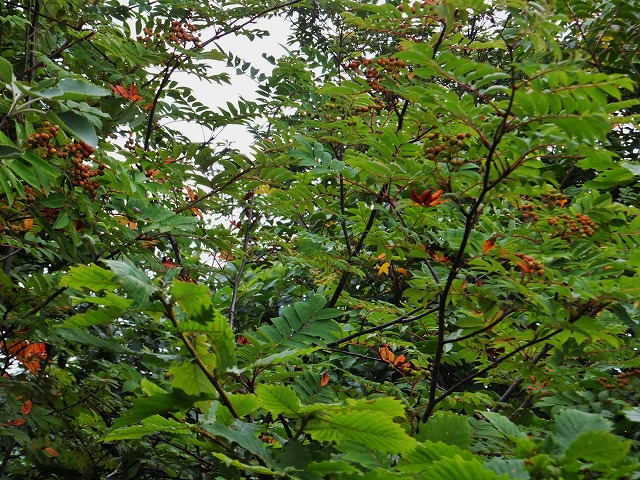 d0048350_21461353.jpg