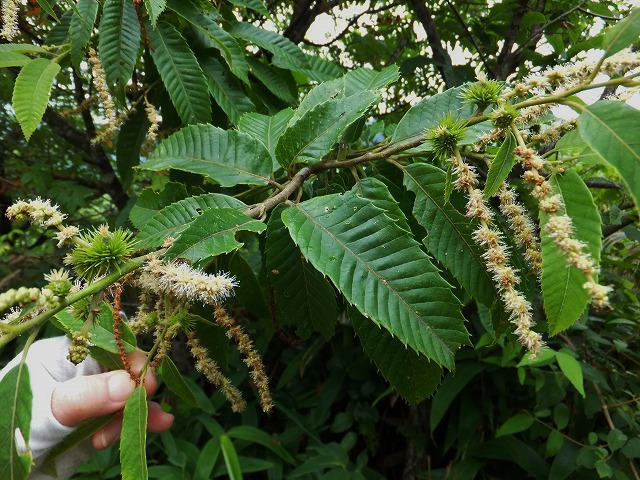d0048350_21462341.jpg