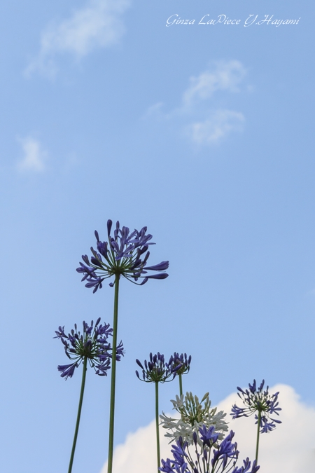 花のある風景　アガパンサスと空_b0133053_1412814.jpg