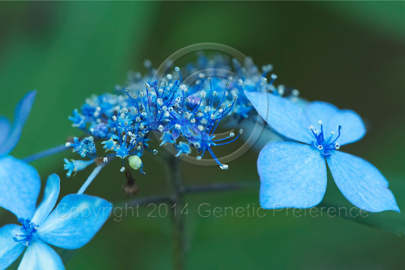 森林植物園2014梅雨の季節 Vol.4_a0111162_2064439.jpg