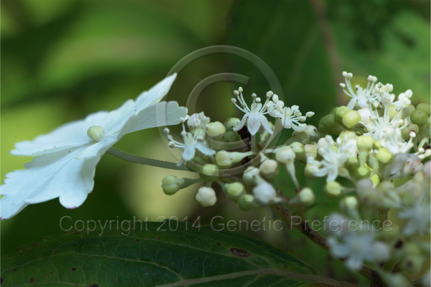 森林植物園2014梅雨の季節 Vol.4_a0111162_207444.jpg