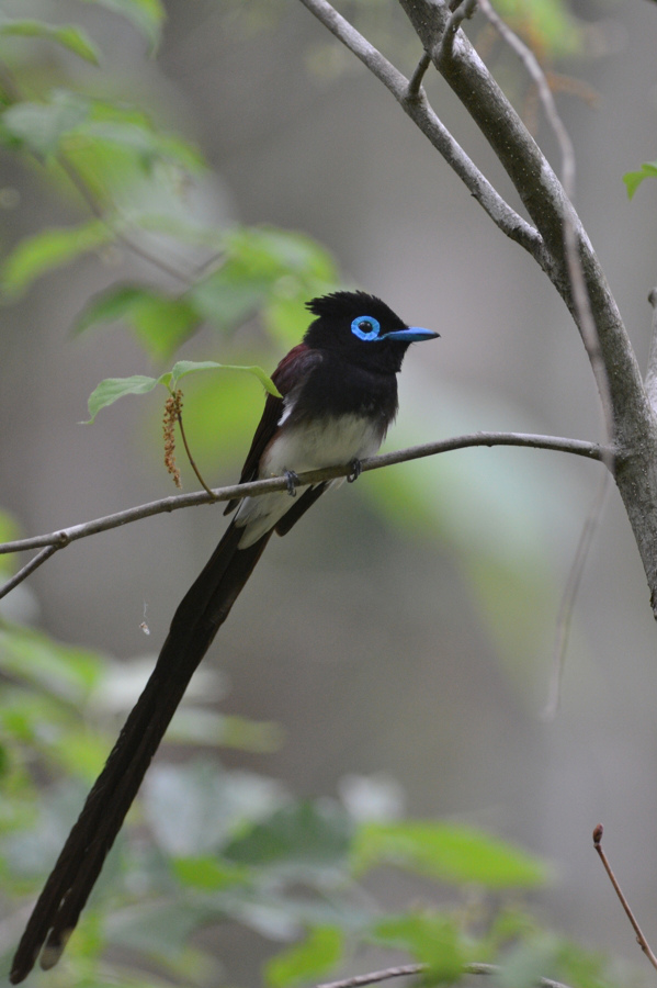 サンコウチョウ　_f0053272_10311232.jpg