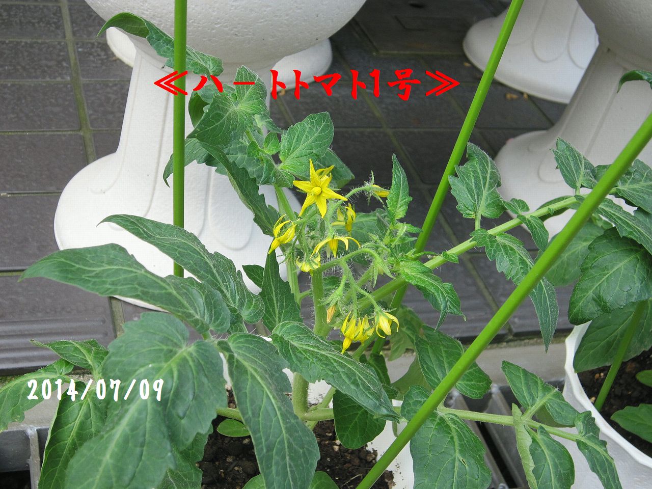a0207574_1618698.jpg