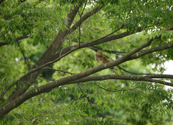 心配です・・・チョウゲンボウ幼鳥（引き画編）_d0157380_422810.jpg