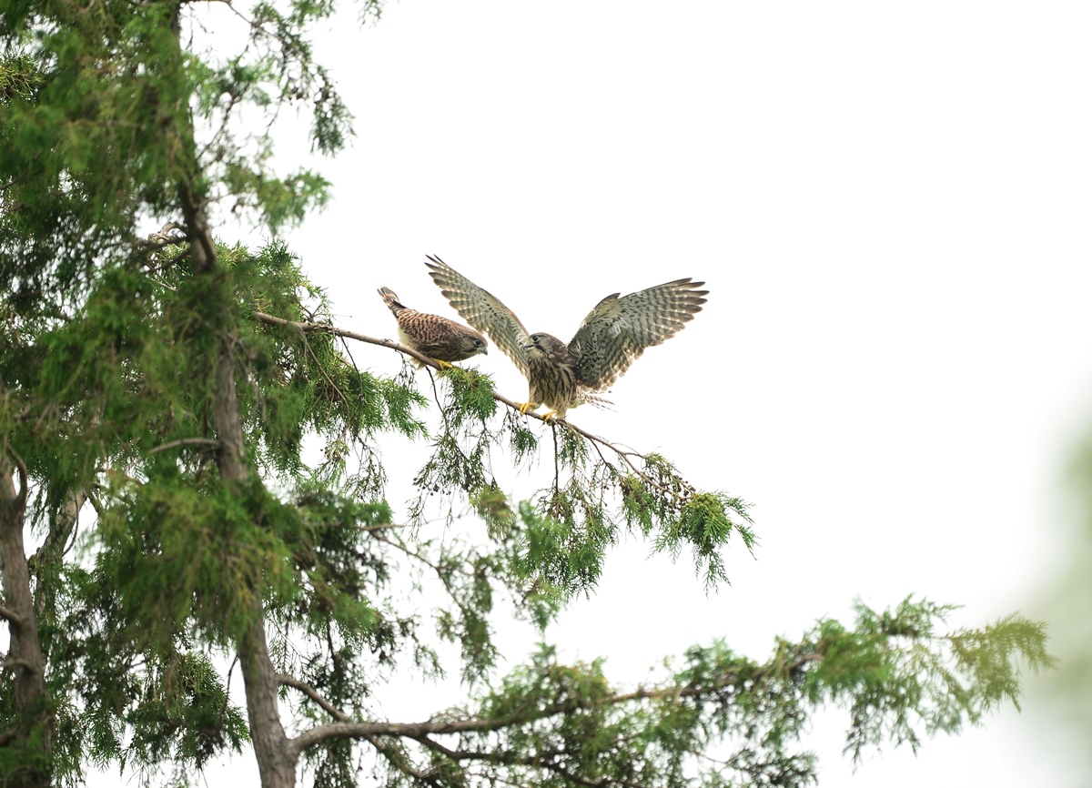 心配です・・・チョウゲンボウ幼鳥（引き画編）_d0157380_4282134.jpg