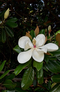 c0229483_16455821.jpg