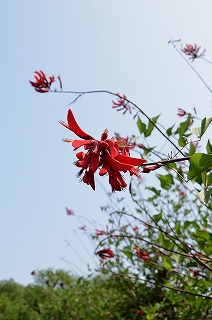c0229483_16464498.jpg