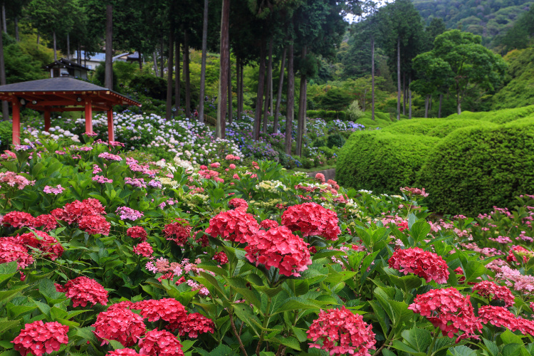 三室戸寺_e0051888_15422332.jpg