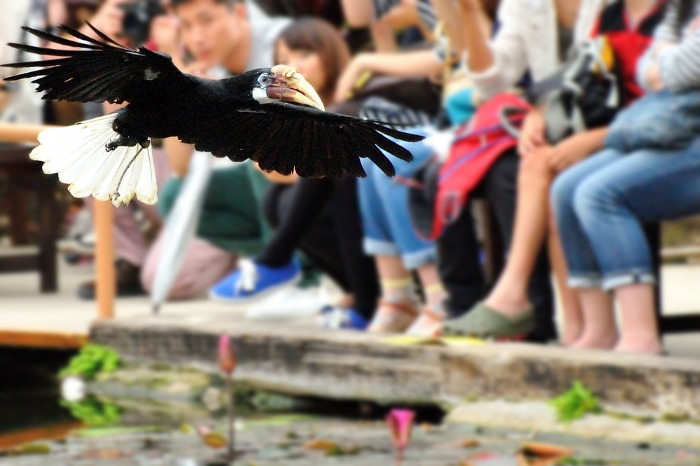 2014 07 05 神戸の地での撮影会♪ バードショー♪その3_a0143491_20211218.jpg