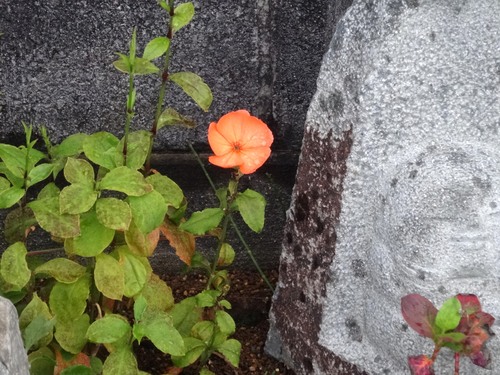 台風接近で花どころじゃないのですが_d0212491_1814697.jpg