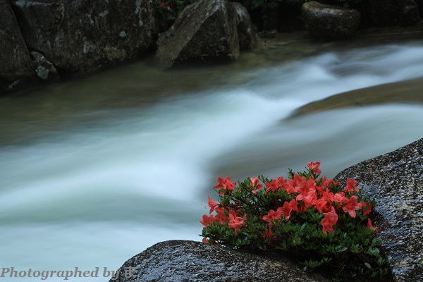 赤沢渓谷 この花の名前は まのブログ 赤沢渓谷 この花の名前は まのブログ