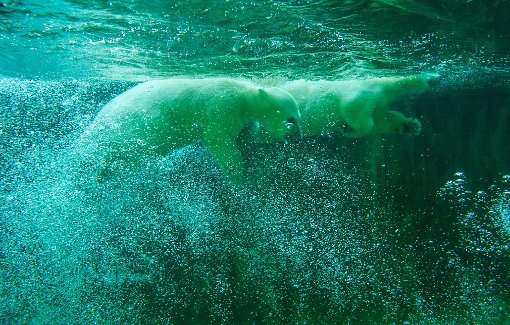 ドイツ・ミュンヘン、ヘラブルン動物園の入園者数が新記録達成を視野に入れる ～ ジョヴァンナ親子の寄与_a0151913_2243743.jpg