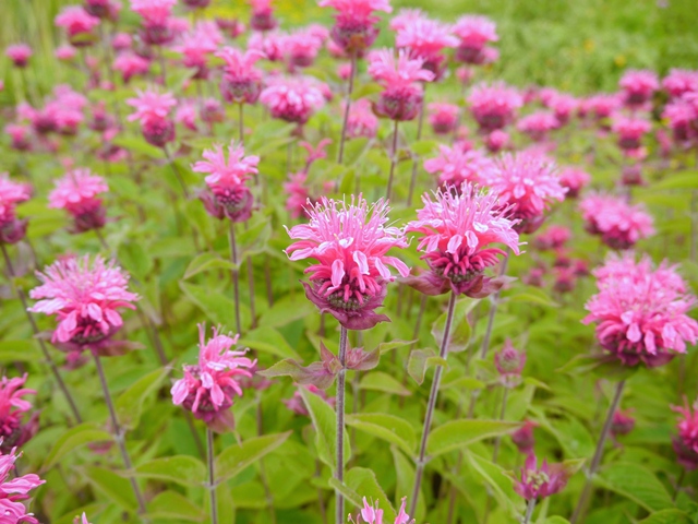 真夏の花にバトンタッチ_e0336214_10271173.jpg