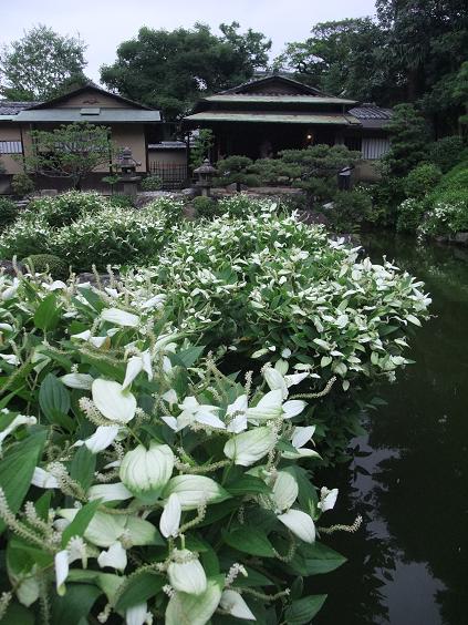 京都　建仁寺・両足院へ行ってきました♪_c0107118_23274875.jpg