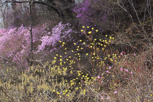 御岳山の春　　ミツバツツジ_a0040021_20494389.jpg