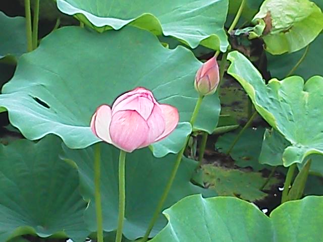 ●上野・不忍池の蓮の開花状況_a0268821_19331611.jpg