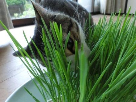 今度の猫草は・・・_b0224728_1144592.jpg