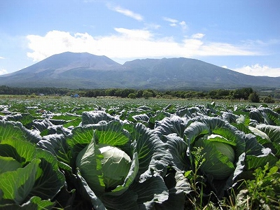 嬬恋村のキャベツ 群馬で生まれ育った男のブログ