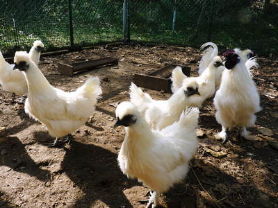 烏骨鶏　ヒナの成長と烏骨鶏のタマゴの栄養_a0254656_17112995.jpg