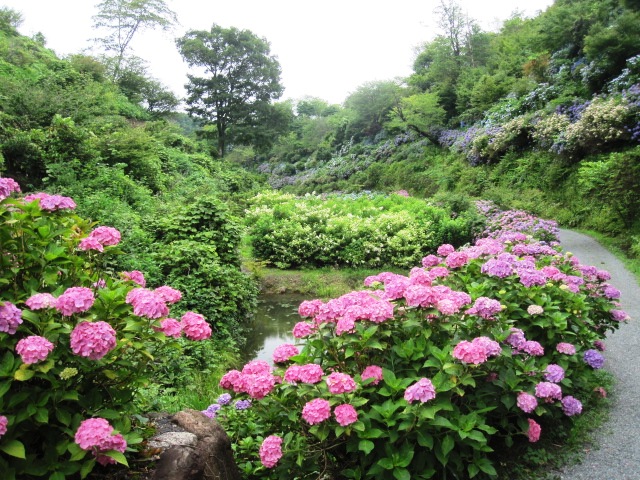 今日の紫陽花です_f0085369_22494247.jpg