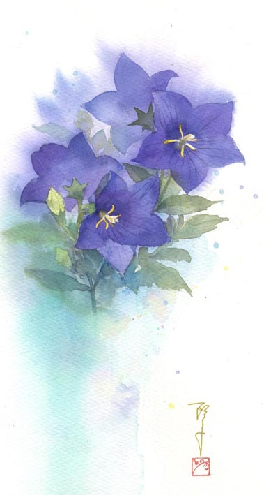 桔梗 水彩画_f0176370_15295193.jpg
