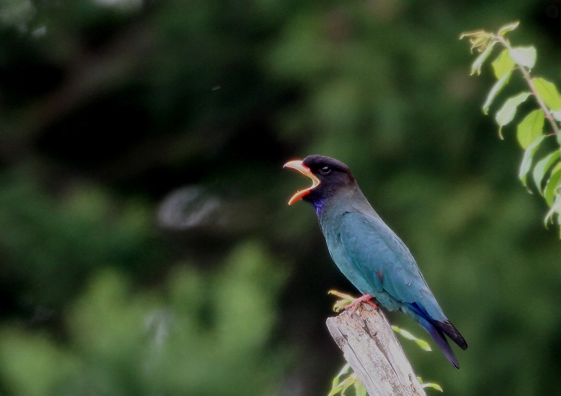 ブッポウソウの名前の由来 t hの野鳥写真 ブッポウソウの名前の由来 t hの野鳥写真