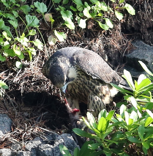 ハヤブサ幼鳥５２分間のお食事_d0262476_05081070.jpg