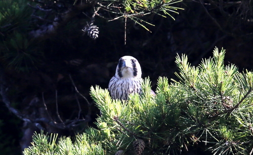 ハヤブサ幼鳥５２分間のお食事_d0262476_05090449.jpg