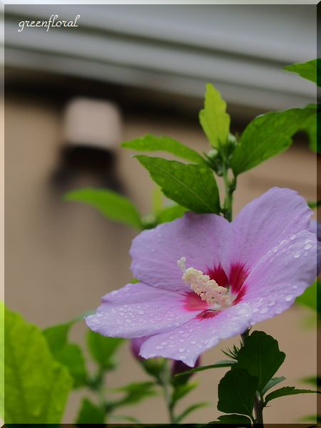 ムクゲの花が咲きました Green Floral