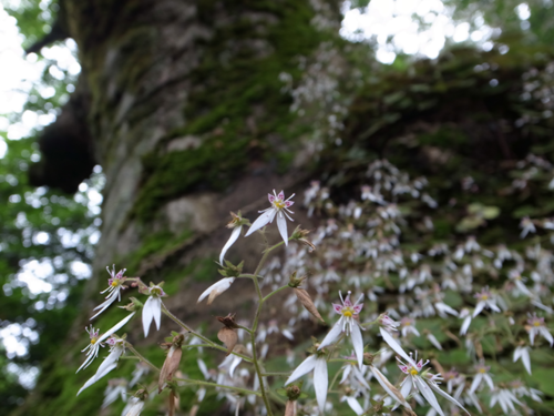 木之本の呉枯ノ峰と菅山寺、醒ヶ井宿のバイカモ。_e0271890_23175824.png