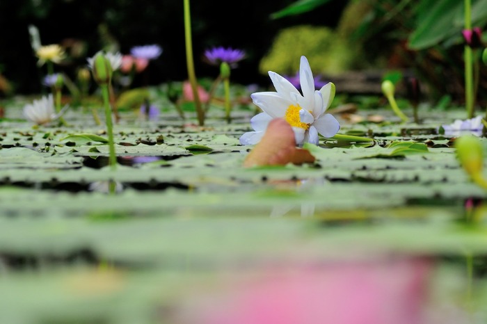 2014 07 05 神戸の地での撮影会♪  お花編_a0143491_12181175.jpg