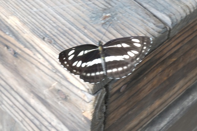 e0070891_16474835.jpg