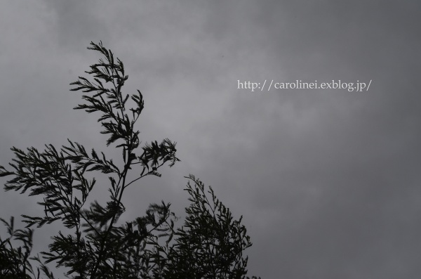 台風8号とプリンセスドモナコ　A big typhoon is coming to Tokyo ・・ & my roses._d0025294_22205560.jpg