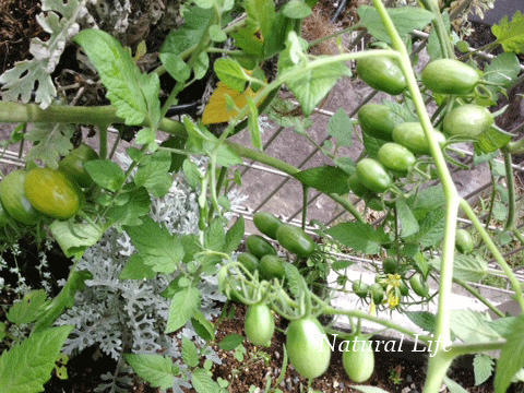 b0162000_13481546.gif