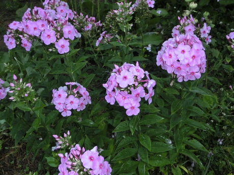 ダンドク成長・雨の中の花たち_a0203003_19385780.jpg