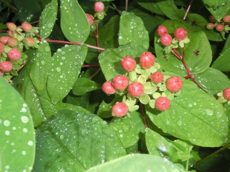 ダンドク成長・雨の中の花たち_a0203003_19392110.jpg