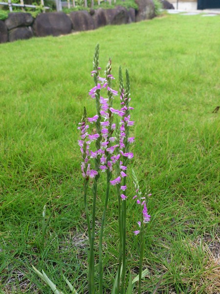 e0289203_1195792.jpg